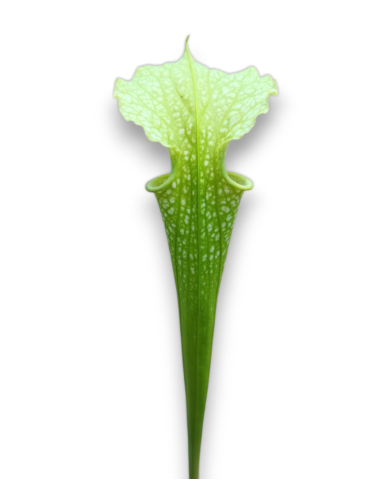 Sarracenia X Moorei All Green