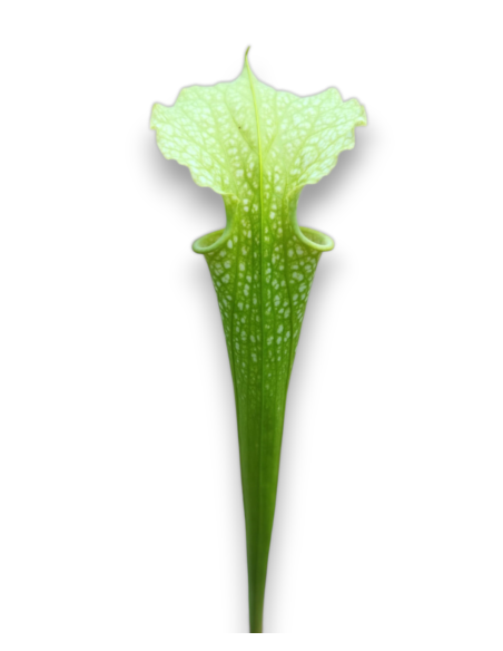 Sarracenia X Moorei All Green