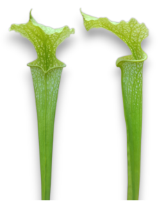 Sarracenia X Moorei All Green
