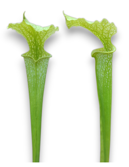 Sarracenia X Moorei All Green