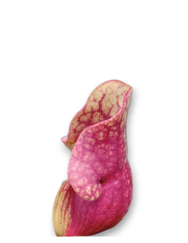 Sarracenia purpurea var. venosa