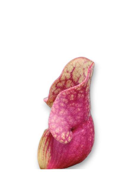 Sarracenia purpurea var. venosa