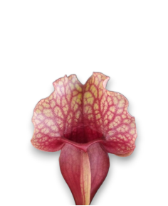 Sarracenia purpurea var. venosa 2