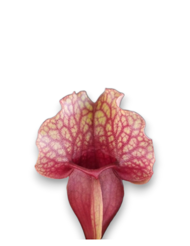 Sarracenia purpurea var. venosa
