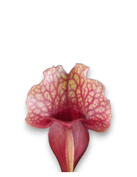 Sarracenia purpurea var. venosa