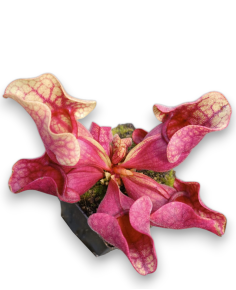 Sarracenia purpurea var. venosa