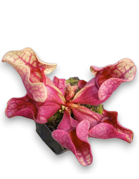 Sarracenia purpurea var. venosa
