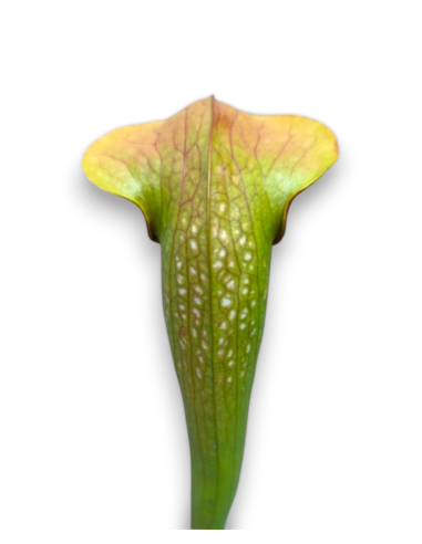 Sarracenia X Frogman - MK H162