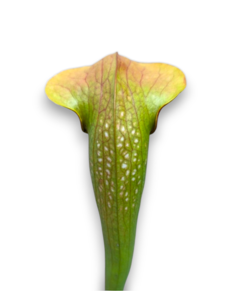 Sarracenia X Frogman - MK H162