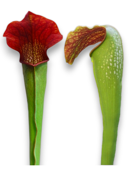 Sarracenia X Frogman - MK H162
