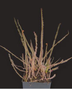 Drosera filiformis