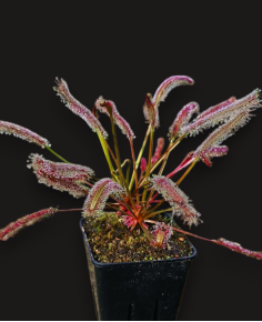 Drosera Capensis All Red