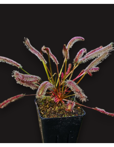 Drosera Capensis All Red