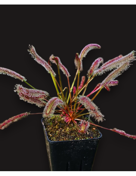 Drosera Capensis All Red