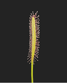 Drosera Capensis Narrow Leaf 2