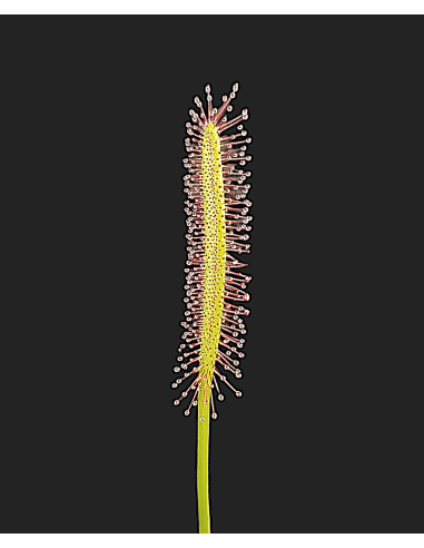 Drosera Capensis Narrow Leaf