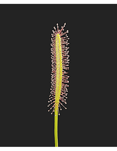 Drosera Capensis Narrow Leaf
