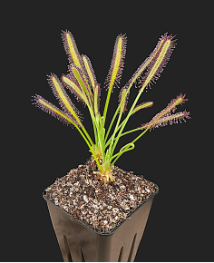 Drosera Capensis Narrow Leaf