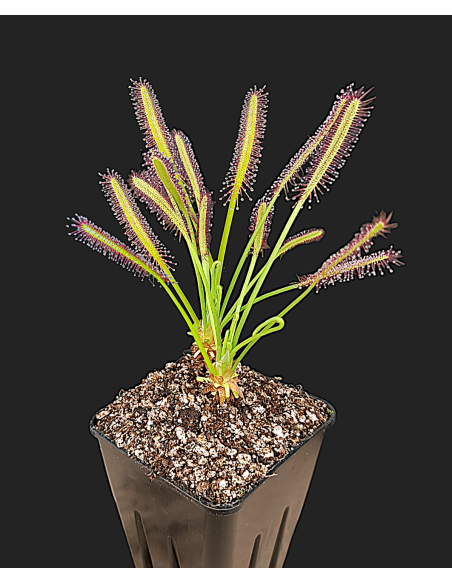 Drosera Capensis Narrow Leaf