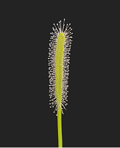 Drosera Capensis Var. Alba 2