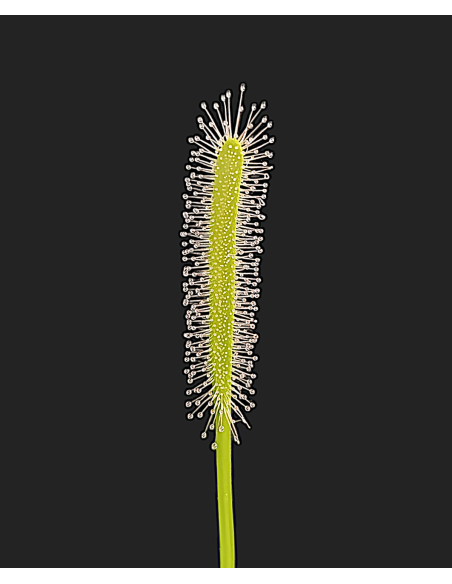 Drosera Capensis Var. Alba