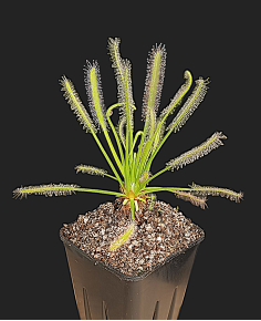 Drosera Capensis Var. Alba