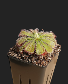 Drosera Aliciae