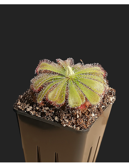 Drosera Aliciae