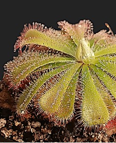 Drosera Aliciae 2