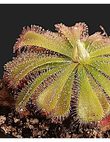 Drosera Aliciae