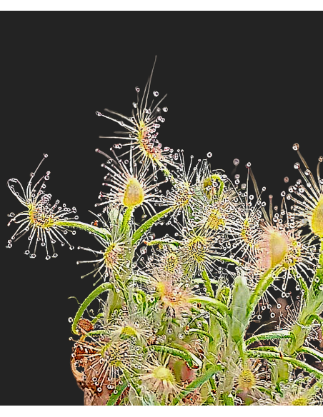 Drosera Scorpipides