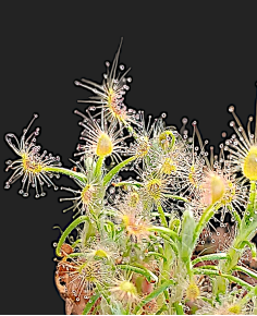Drosera Scorpipides 2