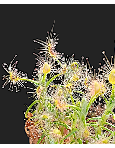 Drosera Scorpipides