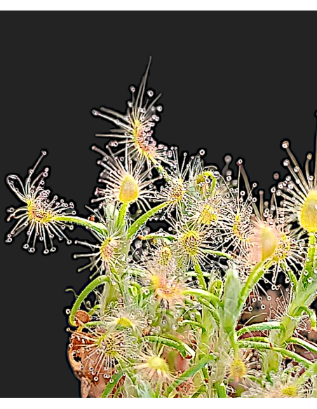 Drosera Scorpipides