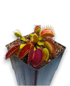 Dionaea Muscipula - carniseeds