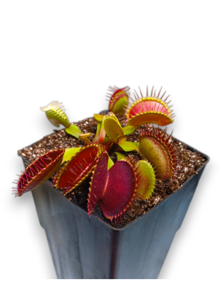 Dionaea Muscipula - carniseeds