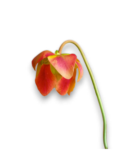 Sarracenia Hummer's hammerhead x leucophylla