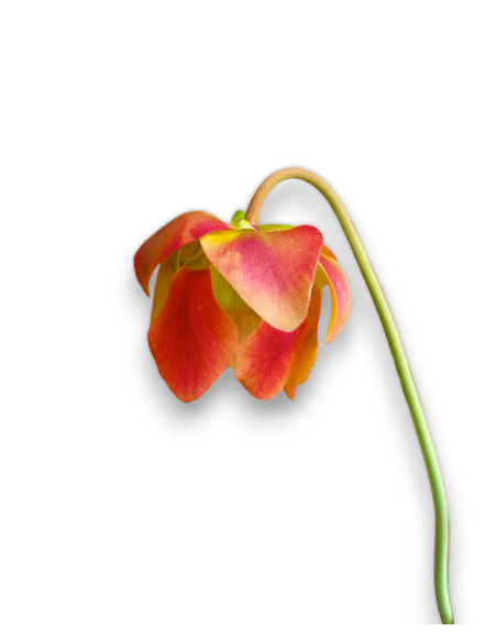 Sarracenia Hummer's hammerhead x leucophylla