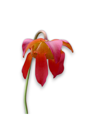 Sarracenia x Juthatip Soper - MK H 55