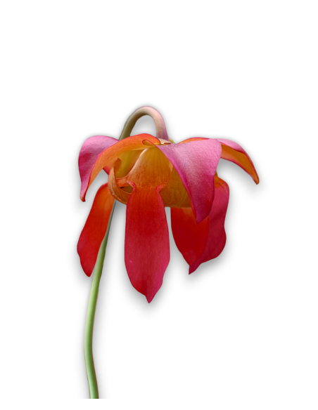 Sarracenia x Juthatip Soper - MK H 55
