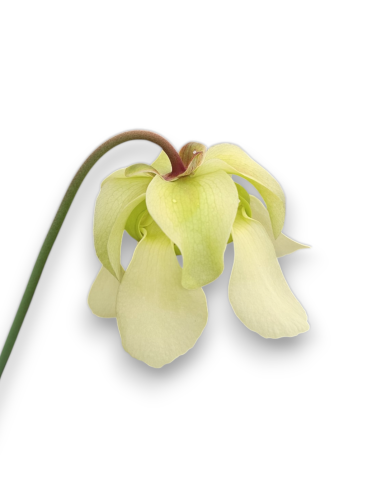 Sarracenia Alata X dark violet ( MK A 22 X MK A 28)