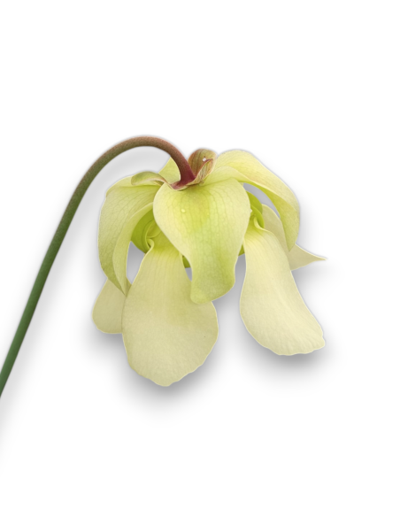 Sarracenia Alata X dark violet ( MK A 22 X MK A 28)