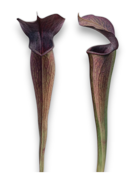 Sarracenia Alata X dark violet ( MK A 22 X MK A 28)