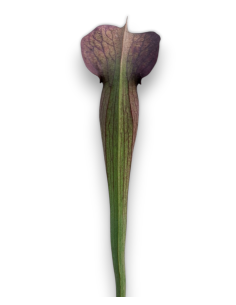 Sarracenia Alata X dark violet ( MK A 22 X MK A 28) 2