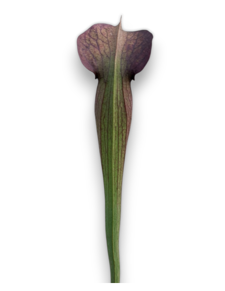 Sarracenia Alata X dark violet ( MK A 22 X MK A 28)
