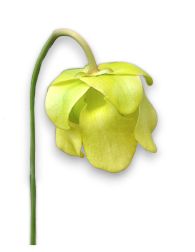 Sarracenia Alata var. Ornata - MK A16, Hill top lakes, Texas