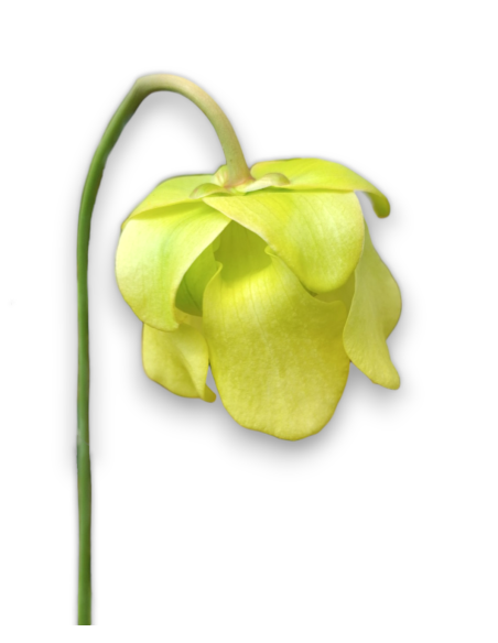 Sarracenia Alata var. Ornata - MK A16, Hill top lakes, Texas