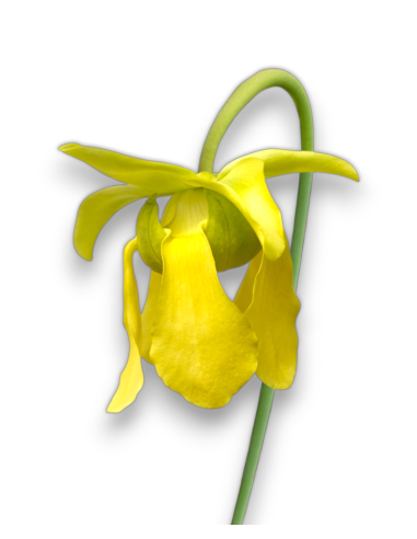 Sarracenia X Moorei All Green