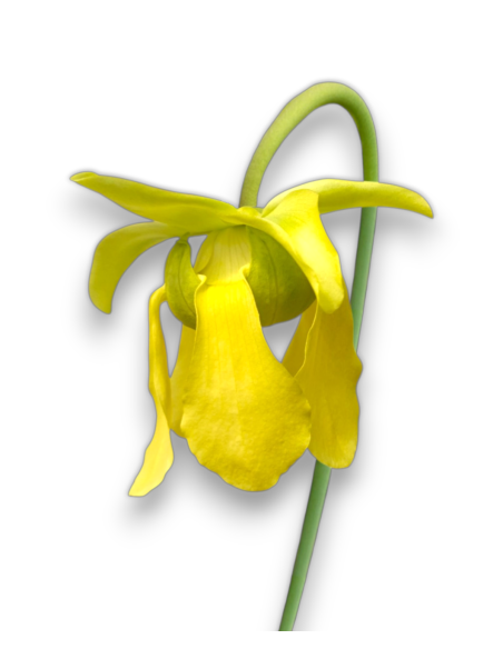 Sarracenia X Moorei All Green