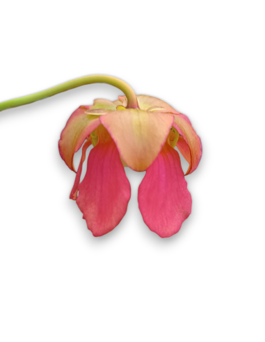 Sarracenia  Barba